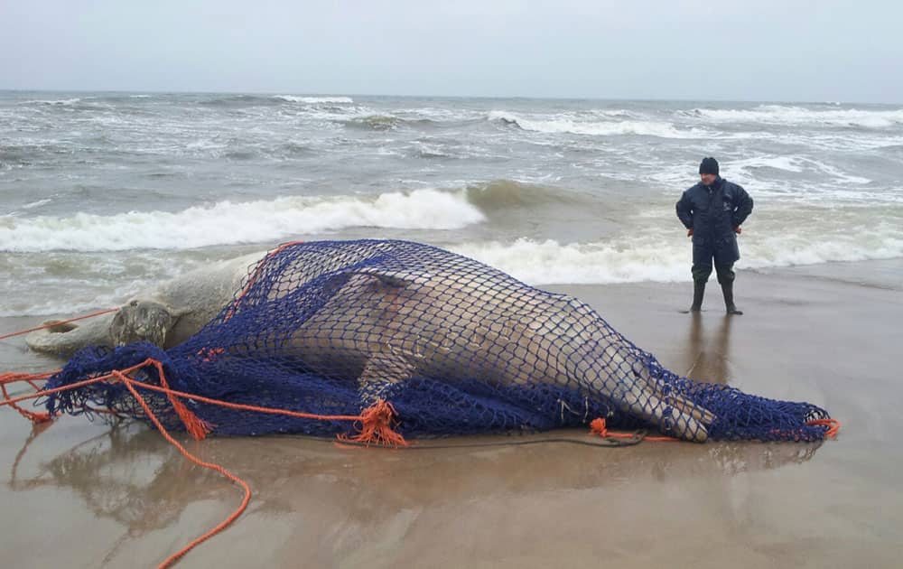 This picture publicly provided by the head of the Sea Station in Hel Peninsula, a man stands next to a dead whale waiting for transportation for section, on the Baltic beach in Mielno, Poland.