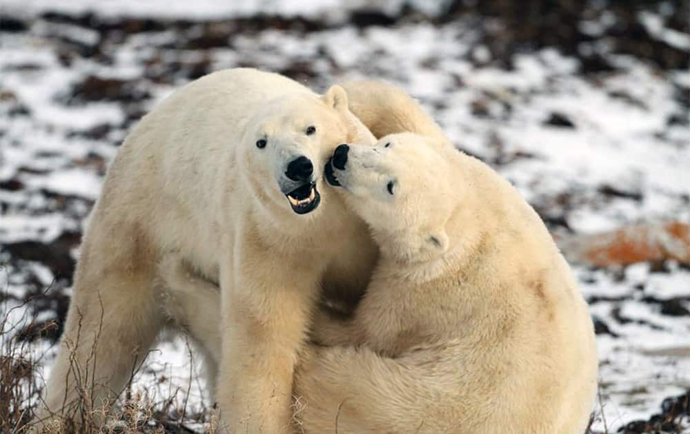This web cam photo released Explore.org shows polar bears interacting with each other on the Hudson Bay`s southwestern shore in Manitoba.