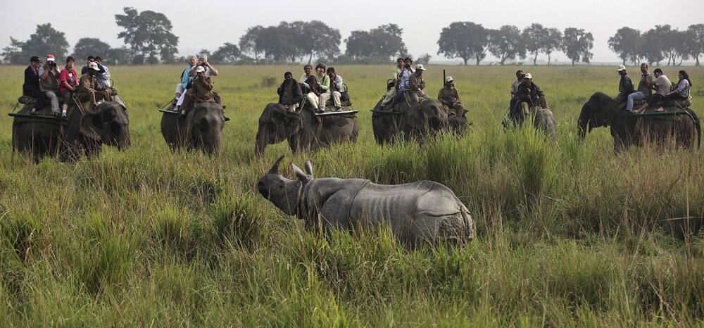 Tourists on elephants watch a one horned rhinoceros inside the Kaziranga national park, about 250 kilometers east of Guwahati.