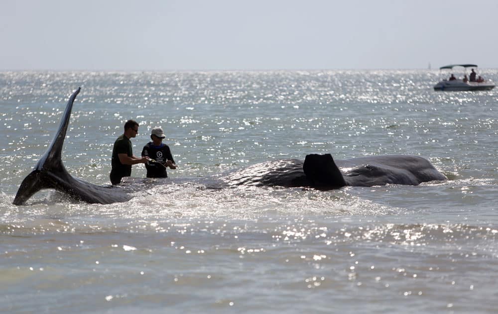 Marine mammal biologist Andy Garrett, left, of Florida Fish and Wildlife Conservation Commission, and Mike Walsh, co-director of the aquatic animal health program at the college of veterinarian medicine at the University of Florida, inject a sedative into a whale that beached itself off of Madiera Beach, Fla.