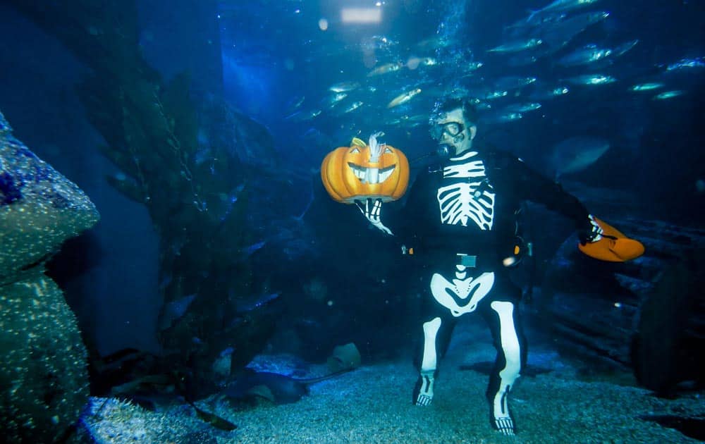 A diver in a skeleton costume feeds fish during a media opportunity to mark Halloween at the Sea Life aquarium in Berlin.