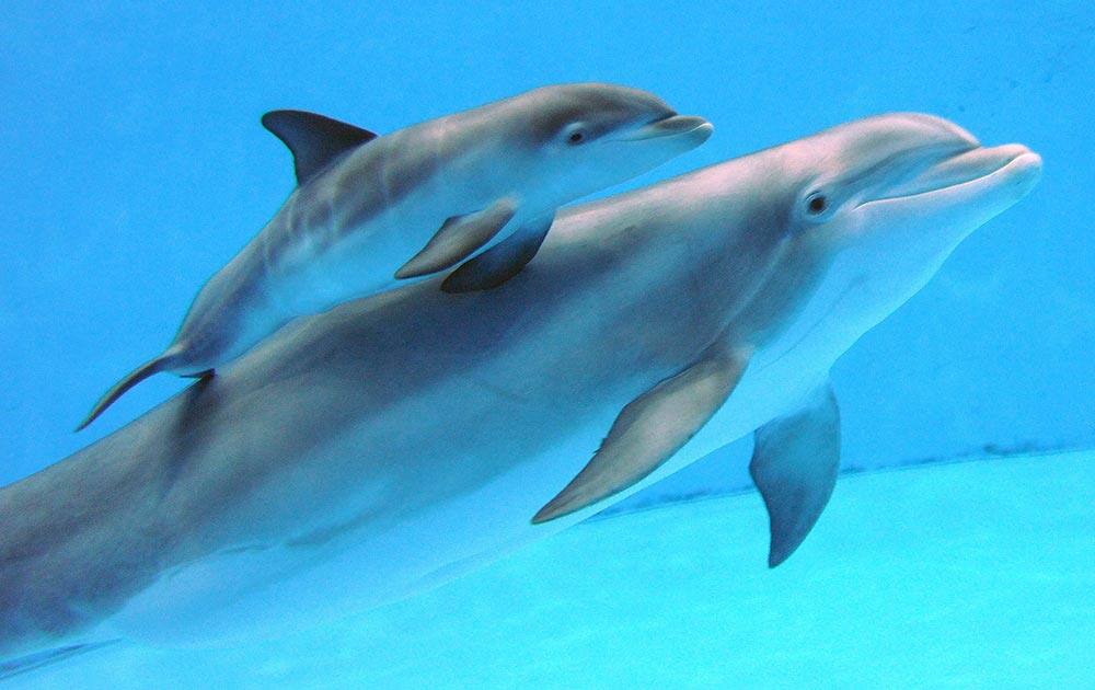 This photo provided by the Chicago Zoological Society, shows Tapeko swimming with her newborn male dolphin calf at the Brookfield Zoo in Brookfield, Ill.