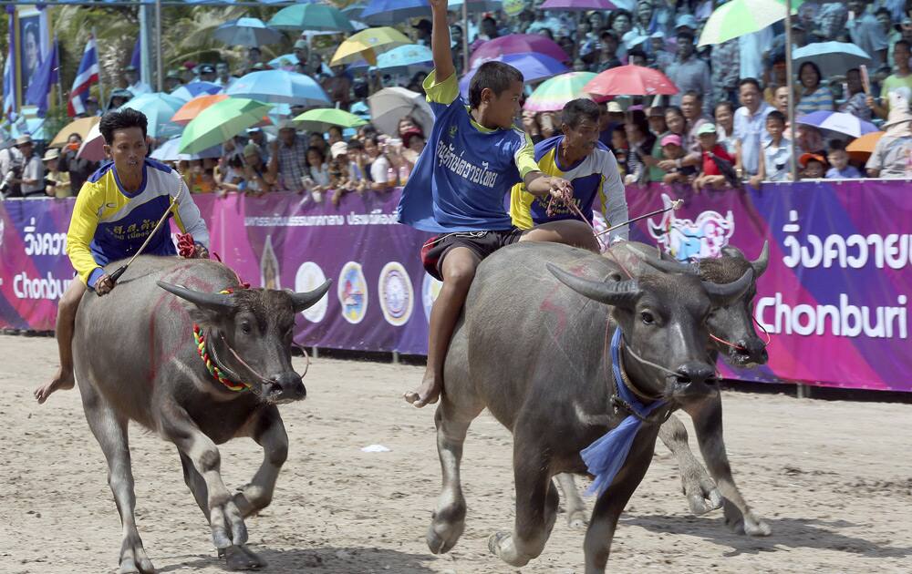 A young Thai buffalo rider raises his arm after winning the preliminary round race during an annual buffalo race in Chonburi province, southeastern Thailand.