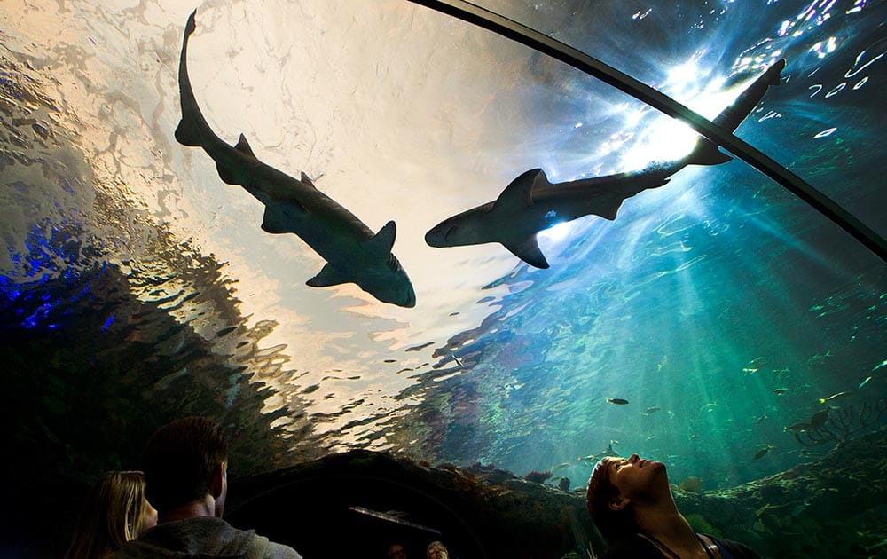 People watch sharks swim above during the grand opening of the Ripley`s Aquarium of Canada in Toronto.