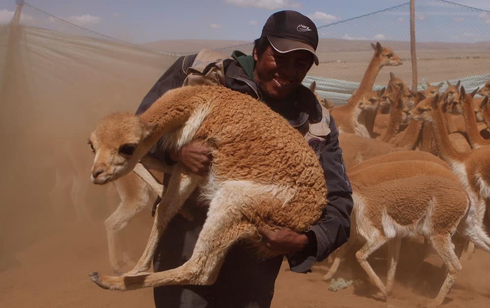 An Aymara Indian carries a wild vicuna to be sheared, inside the Apolobamba protected nature reserve, the animal`s natural habitat near the Andean village of Ucha Ucha, Bolivia.