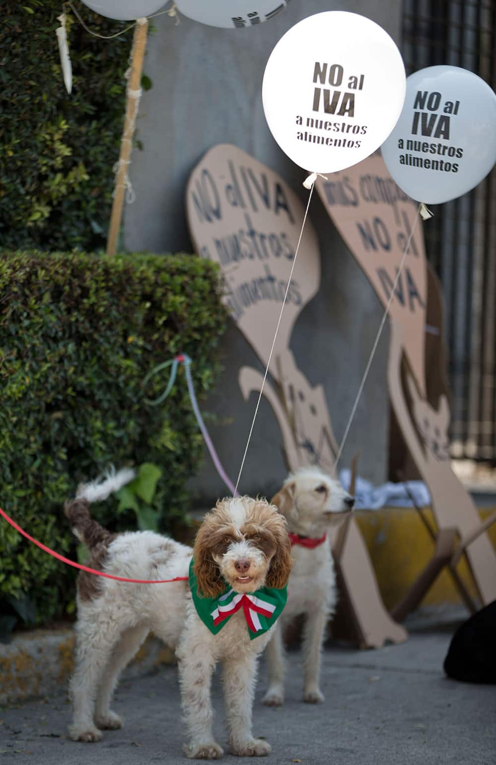 Dogs wear balloons attached to strings with a message that reads in Spanish;