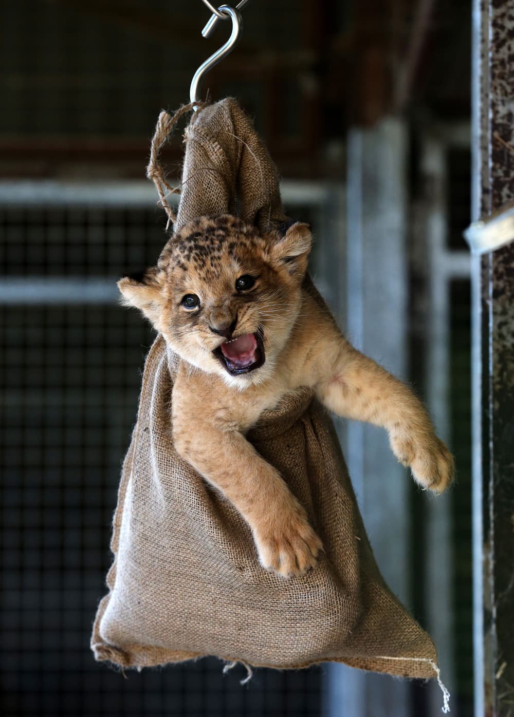 Karis, a one month old lion cub being weighed at Blair Drummond Safari Park near Stirling, Scotland.