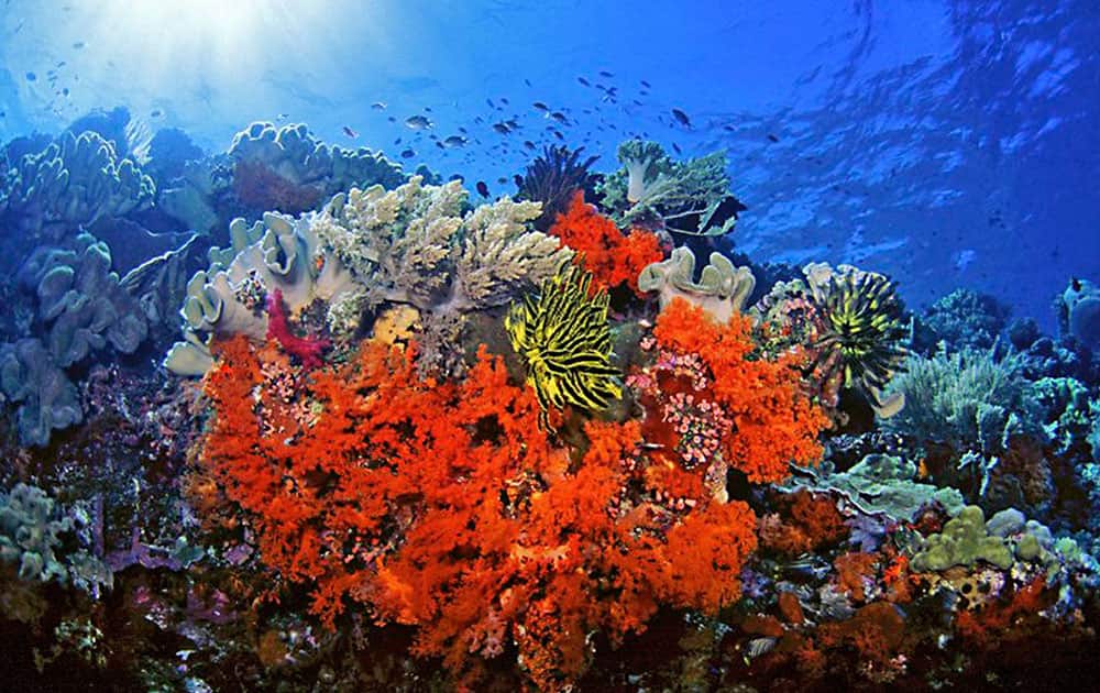 This undated handout photo provided by Marinelifephotography.com shows Soft corals, crinoids and associated reef fishes in Southeast Sulawesi, Indonesia.