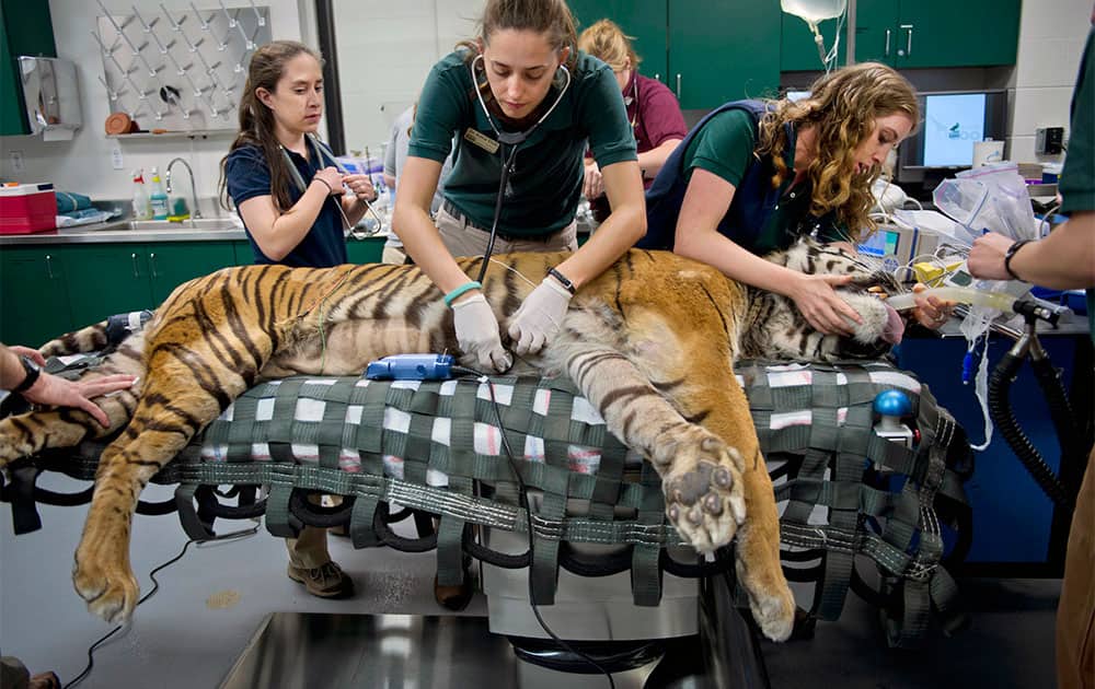 Sacramento Zoo veterinarians Anne Burgdorf, right, Katie Delic, center, and student Rebecca Pacheco, left, ready Castro, a 15-year-old Sumatran tiger, for surgery in Sacramento, Calif. Castro was suffering from urinary tract stones.