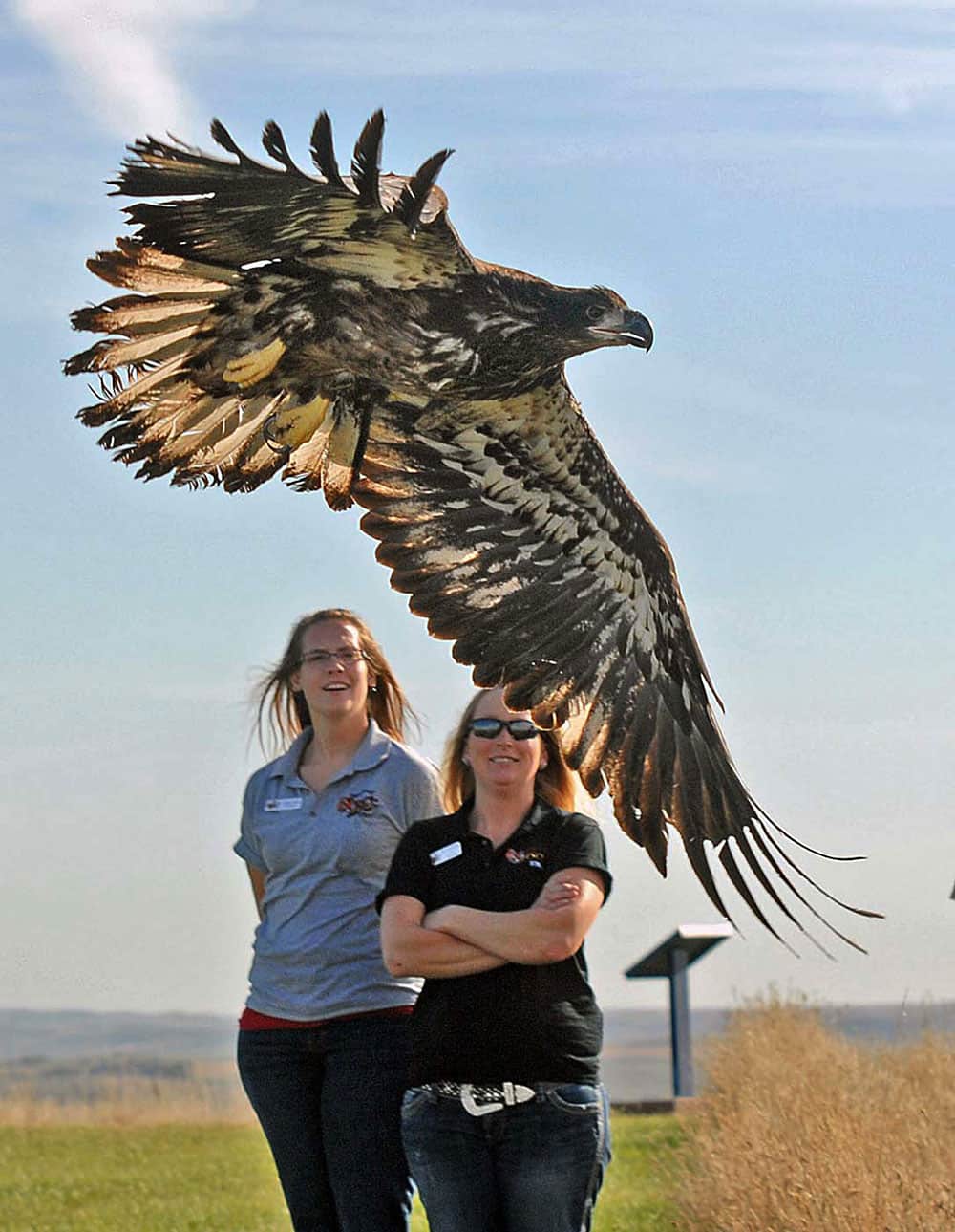 A young bald eagle takes flight from Fort Abraham Lincoln State Park after being released by staff from Dakota Zoo in Bismarck, N.D..