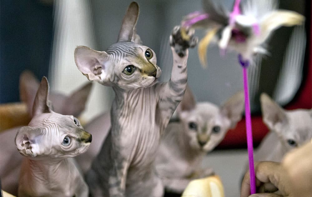 Sphynx kittens react to a tease while being evaluated at an international feline beauty show in Bucharest, Romania. Hundreds of felines from several countries took part in a two-day beauty contest.