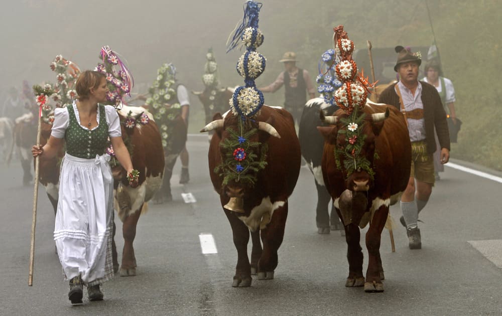 Farmer Antonia Ostenrieder in a traditional dress of the region walks with her decorated cattle from the seasonal mountain pasture Schwarzbachalm to her farm near Schwarzbachwacht, southern Germany.