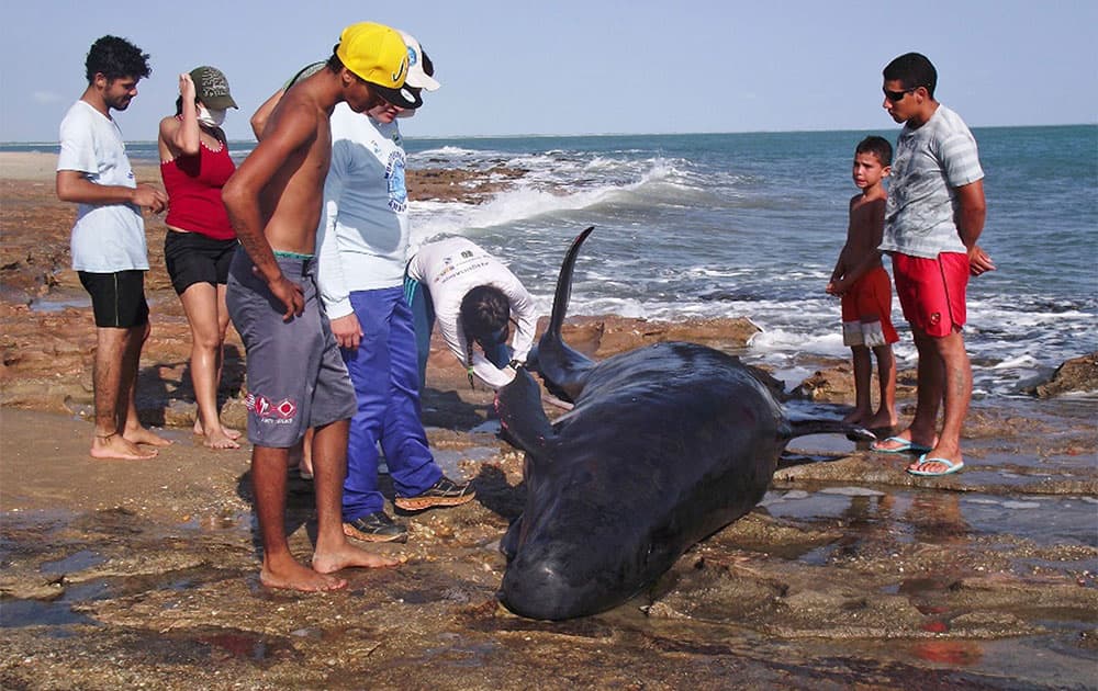 In this photo released by the Voz de Areia Branca, a community news blog, people look on as biologists inspect a dolphin on Upanema beach in the Areia Branca municipality of Rio Grande do Norte State, Brazil.