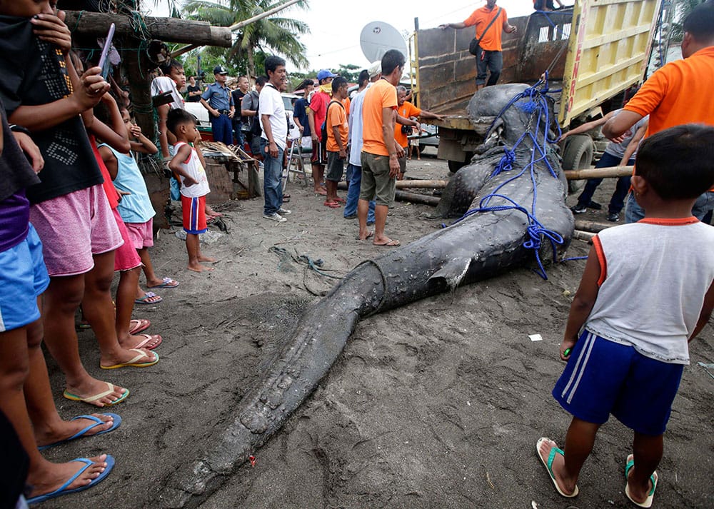 Residents and volunteers prepare to load into a dump truck a dead whale shark that was swept ashore at the coastal township of Tanza, Cavite province south of Manila, Philippines.