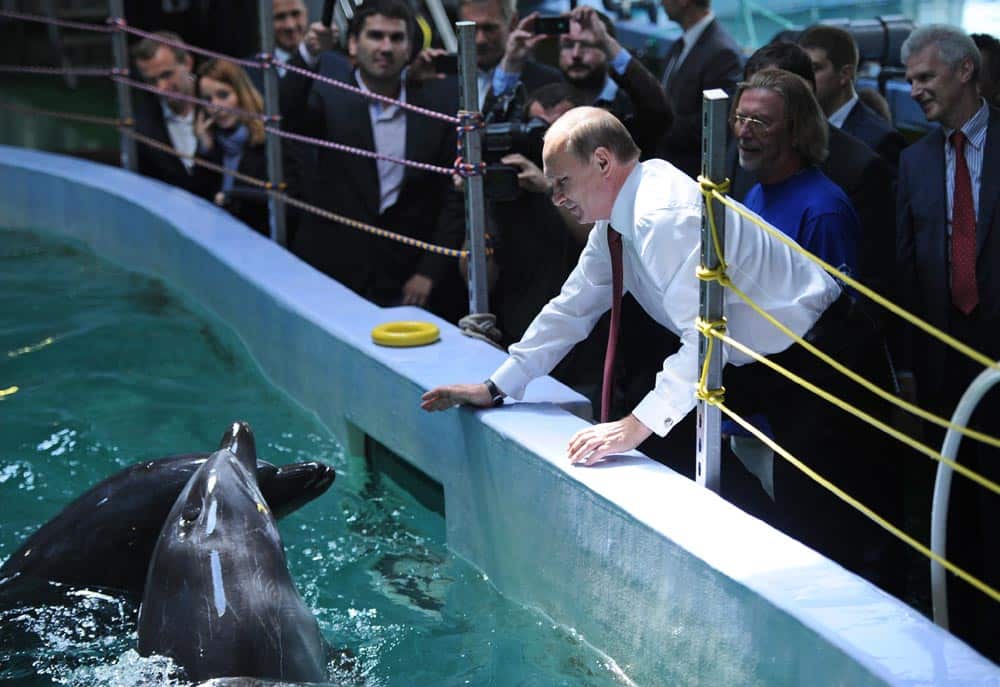 Russian President Vladimir Putin plays with dolphins at an oceanarium at the Russky Island near Russian pacific port of Vladivostok.