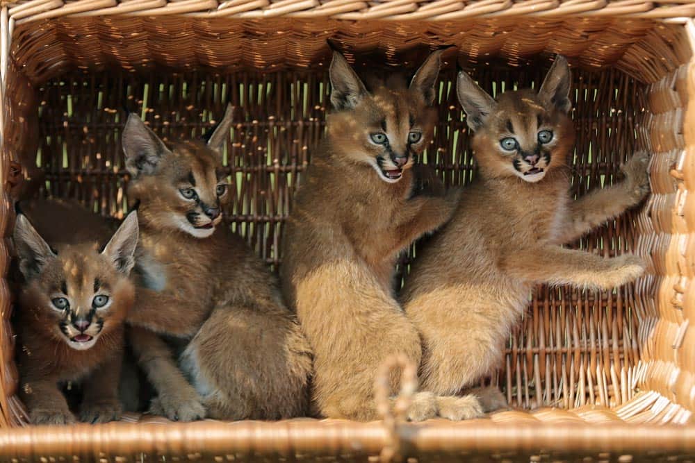 Four caracal cubs sit in a basket as they are presented to media for the first time at the Animal Park zoo in Berlin.