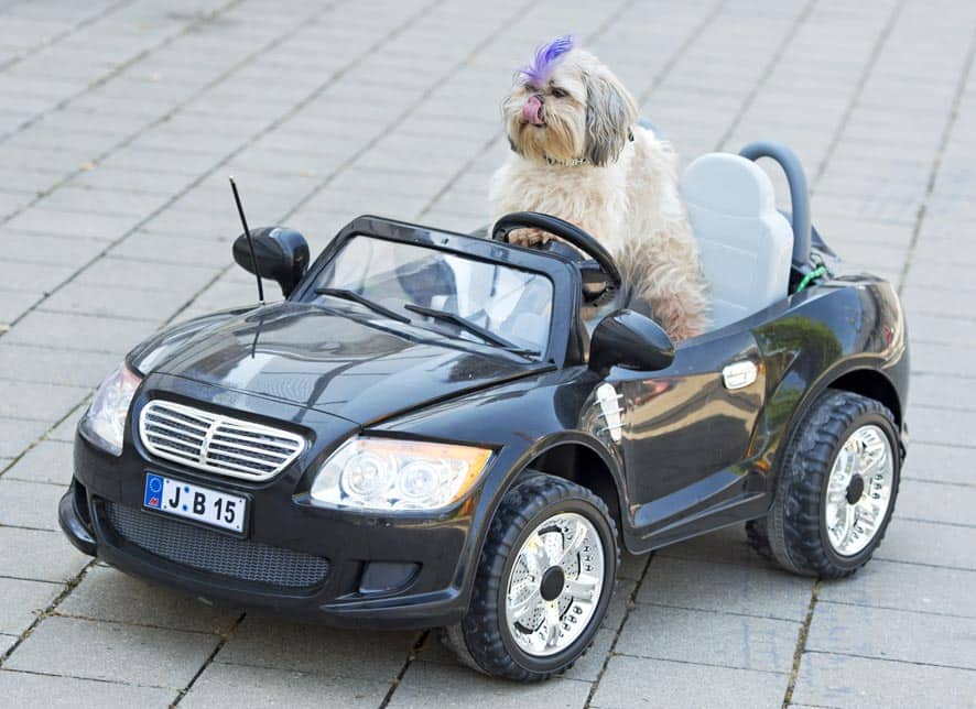 Shih Tzu dog `Pan Hou` sits in a a remote-controlled electric car at the International dog and cat show `Hund und Katz` in Leipzig, central Germany.