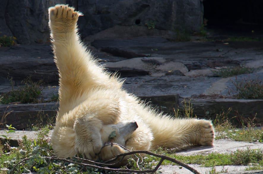 Wolodja, a young male polar bear plays in its enclosure at the animal park in Berlin-Friedrichsfelde, Germany.