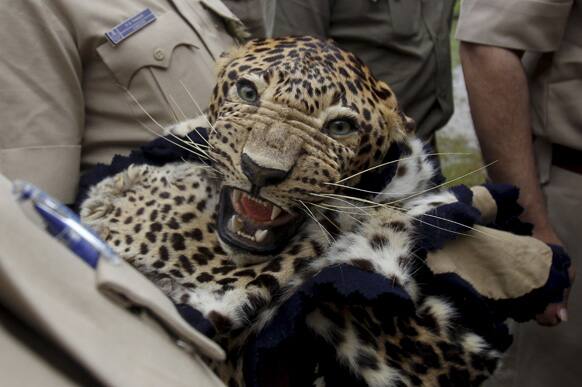 Wildlife officials hold a leopard skin prior to a burning of wildlife contraband including tiger and leopard skins, and bones as part of a campaign to save the tiger in Mumbai.