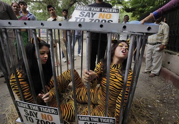 Volunteers of the People for the Ethical Treatment of Animals (PETA) wearing bodysuits resembling tiger drinks water sitting inside a cage outside Delhi Zoological Park during a protest, in New Delhi.