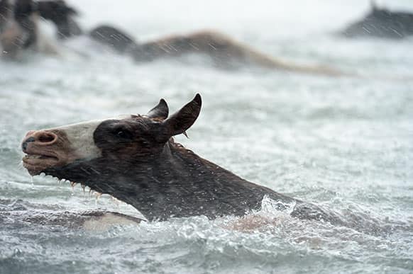 Chincoteague Ponies swim across Assateague Channel in a heavy downpour during the 88th Annual Chincoteague Pony Swim. A portion of the herd will be auctioned on Thursday.