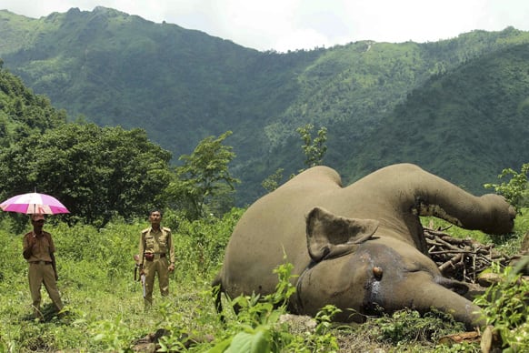 Forest officials stand near the carcass of a wild elephant that was found in Rohini, about 30 kilometers (about 19 miles) north of Siliguri. According to forest officials the elephant died following a clash with another elephant.