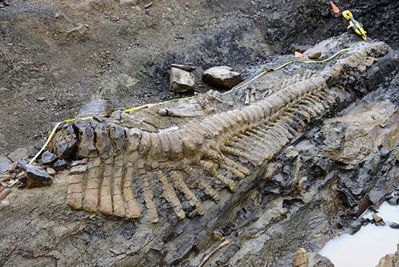 In this undated image released by Mexico`s National Anthropology and History Institute (INAH), the tail of a dinosaur is uncovered at a paleontological dig site near the town of General Cepeda in northern Mexico.