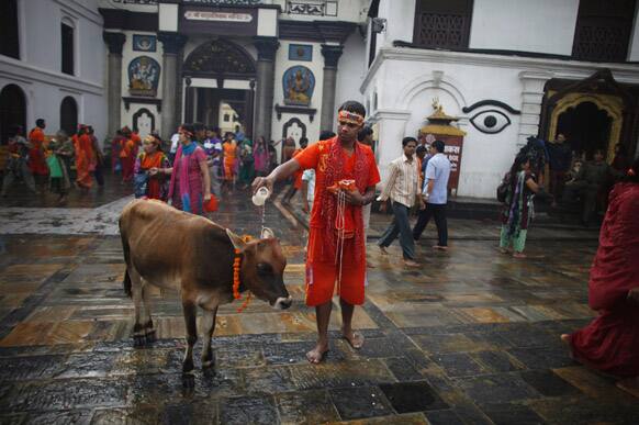 A Nepalese Hindu devotee sprinkles holy water on a cow, considered as a sacred animal, as he offers prayers during the first Monday of