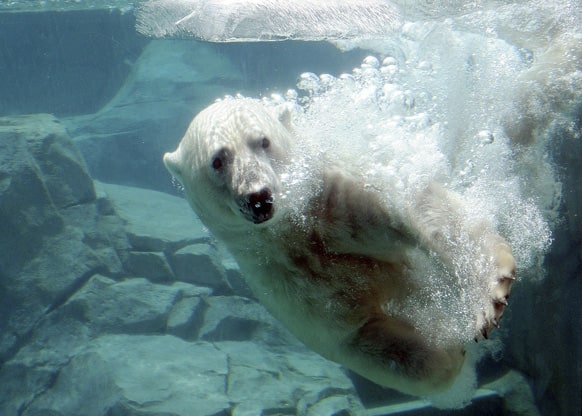 In this photo provided by the Chicago Zoological Society, Hudson, one of the polar bears at Brookfield Zoo in Brookfield, Ill., enjoys a cool swim as temperatures climbed into the mid 90s.