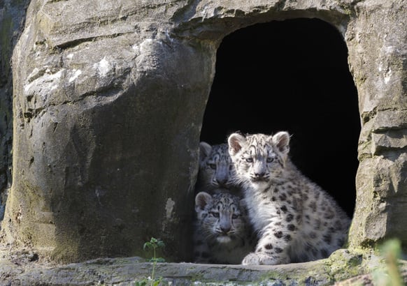 Three 12-week-old snow leopard cubs, (Panthera uncia) Animesh, Ariun and the third as yet un-named cub venture from their cave at Marwell Zoo near Winchester, southern England, for the first time.