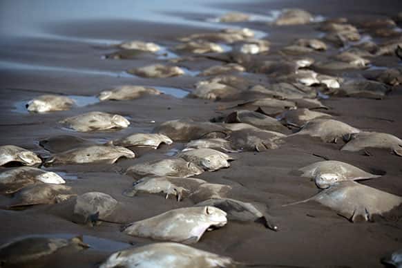 Stingray carcasses litter the shore of the Chachalacas beach near the town of Ursulo Galvan on Mexico`s Gulf Coast.