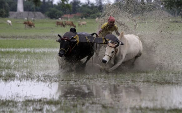 A farmer participates in a bull race at a paddy field in Monsatola, about 60 kilometers (38 miles) south of Kolkata.