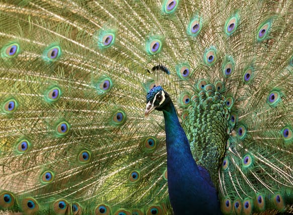 A peacock shows its feathers at a garden in Grand Hallet, 60 kilometers (37 miles) east of Brussels, Belgium.