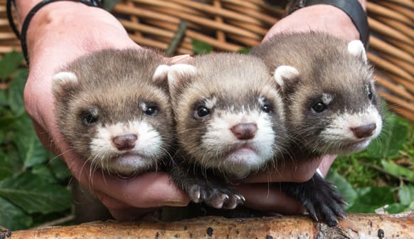 A zoo-keeper presents three of twelve ferret babies at Eekholt Zoo in Grossenaspe, Germany. The ferret babies were born May 25, 2013.
