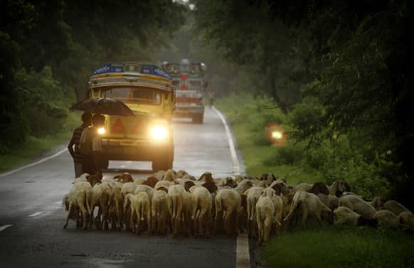 A shepherd flocks his sheep homewards at Meja, about 45 kilometers (28 miles) south of Allahabad.