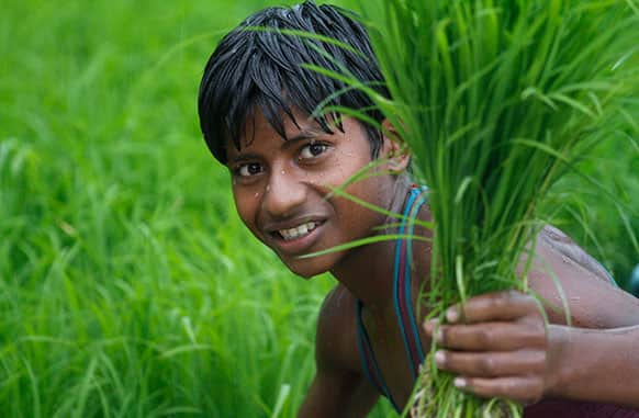 An Indian farmer boy sows paddy saplings as it rains in a field in Uruwa village, about 50 kilometers (44 miles) South of Allahabad.