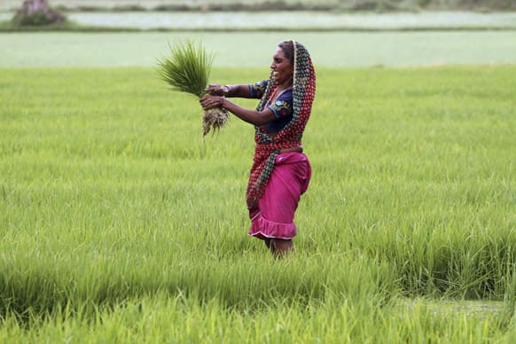 An Indian woman farmer holds a bunch of paddy saplings as she works in a paddy field on the outskirts of Ahmadabad.