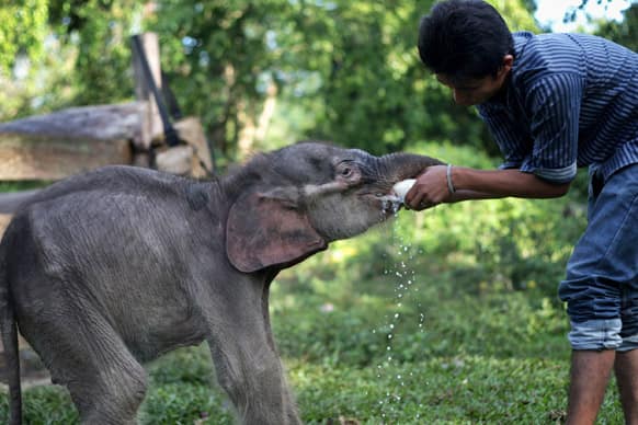 A keeper gives milk to an estimated to be less than a month-old baby Sumatran elephant Raju, who was found by villagers alone at a palm oil plantation earlier this month, at an elephant sanctuary in Aceh Besar, Indonesia.