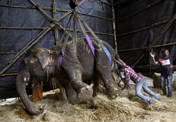 Social workers help Bijlee, a 54-year-old Asian female elephant after she collapsed and was unable to stand on her own in Mumbai.
