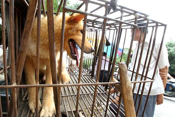 A dog waits to be sold for meat in a market in Yulin in south China`s Guangxi Zhuang Autonomous Region. At least 10 million dogs are believed to be killed for consumption of their meat in China annually, predominantly in South China and Northeast China, according to Humane Society International.
