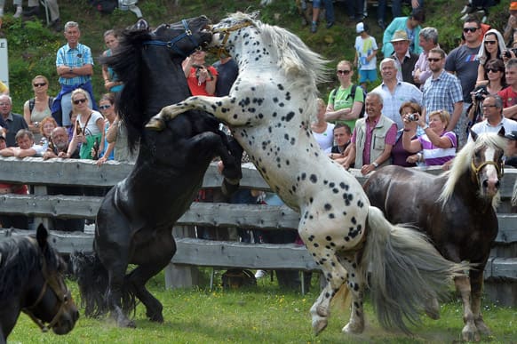 Stallions fight for their position in the herd in Rauris in the Austrian province of Salzburg. To avoid such fights and injuries on the alp, the horses fight for their leadership of the herd in a paddock.