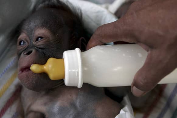 A keeper feeds milk to Rizky, a 11 day-old orangutan as he lies in an incubator at a nursery of Surabaya Zoo in Surabaya, East Java, Indonesia.