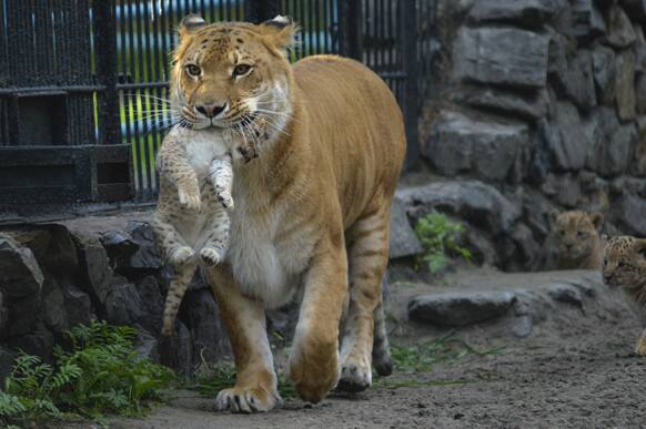 Zita, a liger - half-lioness, half-tiger - carries her one month-old liliger cub in the Novosibirsk Zoo. The cub`s father is a lion.