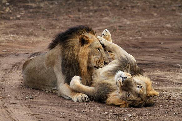 Endangered Asiatic lions rest at the Gir Lion Sanctuary at Sasan in Junagadh district of Gujarat state, India.