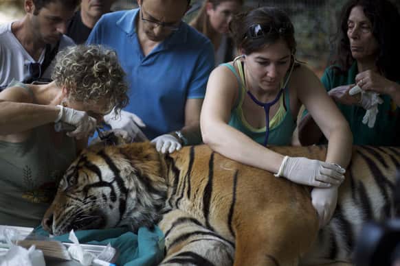 Veterinarian Gila Tzur, examines Pedang, a 14-year-old male Sumatran tiger that has been suffering from chronic ear problems, as it goes through a holistic treatment based on acupuncture at different points in his body and ears in the Ramat Gan Safari near Tel Aviv, Israel.