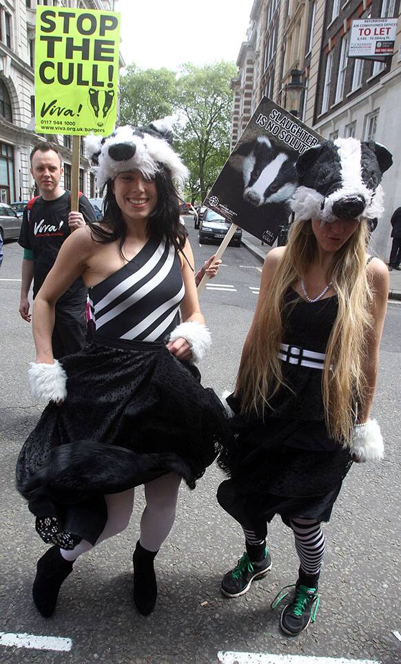 Protesters dressed as badgers march through central London to call for an end to plans for a badger cull.