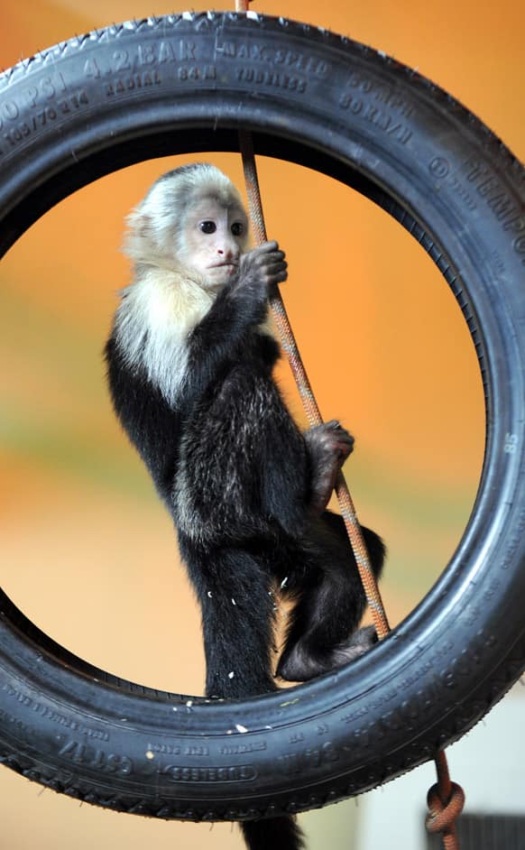 Canadian singer Justin Bieber`s former pet the capuchin monkey named Mally plays in its quarantine room at the new home in an animal park near Hodenhagen, northern Germany.
