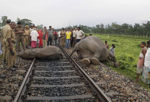 Forest officials and villagers stand near the bodies of two among the three elephants killed after being hit by a speeding train at Moraghat in Jalpaiguri district, West Bengal.