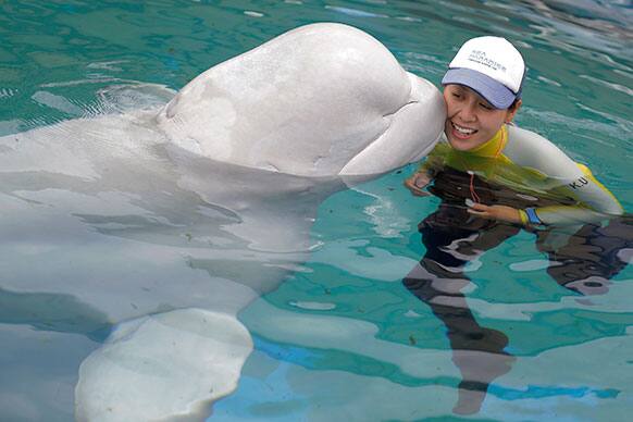 Tororo, a 19-year-old male white whale, kisses trainer Kaoru Umezu, 27, during a performance at a show at the Hakkeijima Sea Paradise aquarium-amusement park complex in Yokohama, southwest of Tokyo.