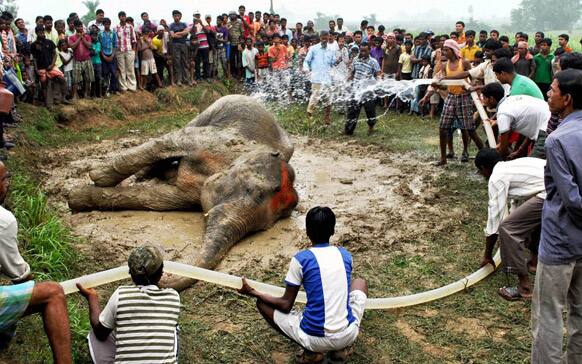 Villagers and forest officials sprinkle water on an elephant who had fallen ill reportedly due to intense heat in the Bankura district, in the eastern Indian state of West Bengal.